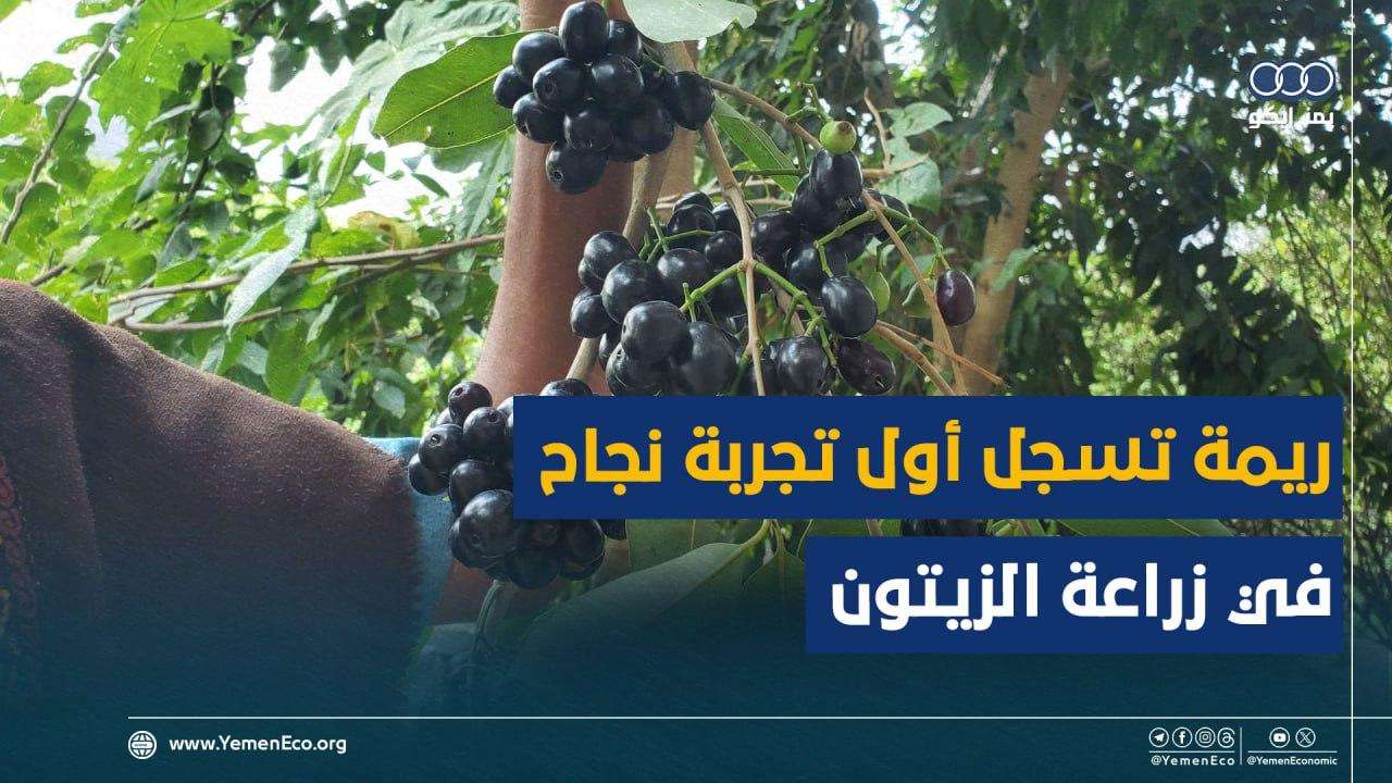 شاهد|ريمة تسجل أول تجربة نجاح في زراعة الزيتون