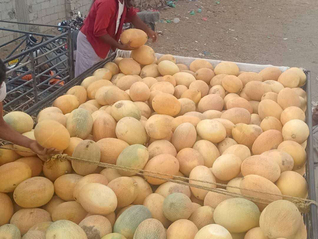 وصول الشمام بكميات كبيرة إلى هذه المدينة اليمنية